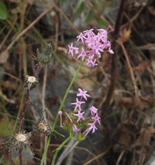 Centranthus angustifolius