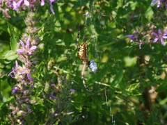 Argiope bruennichi