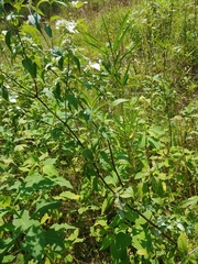 Pycnanthemum albescens