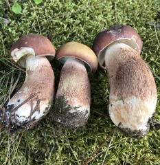 Boletus subcaerulescens