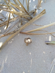 Psathyrella ammophila