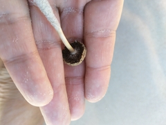 Psathyrella ammophila