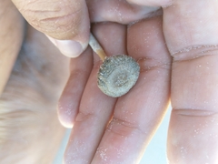 Psathyrella ammophila