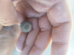 Psathyrella ammophila