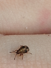 Kleidocerys resedae