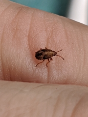 Kleidocerys resedae