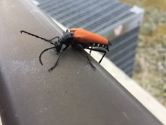 Stenelytrana emarginata