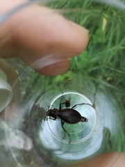 Carabus irregularis