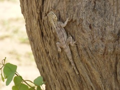 Agama paragama