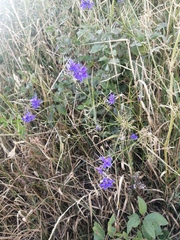 Delphinium consolida