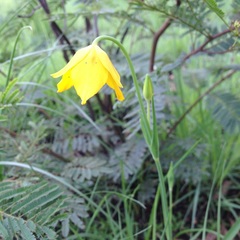 Calochortus barbatus