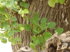 Piliostigma reticulatum