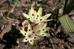 Codonorhiza fastigiata