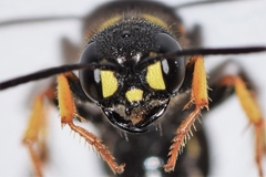 Cerceris atramontensis