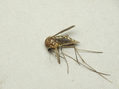 Aedes cinereus