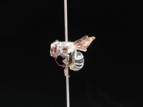 Atoposmia viguierae