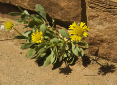 Enceliopsis nudicaulis