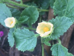 Rhynchosida physocalyx