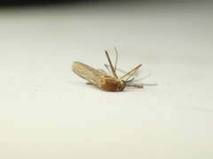 Aedes cinereus