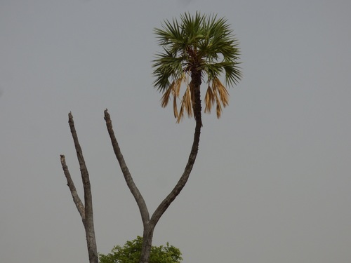 doum palm