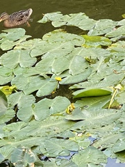 Nuphar lutea