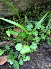 Hydrocotyle americana
