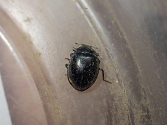 Hippodamia moesta moesta