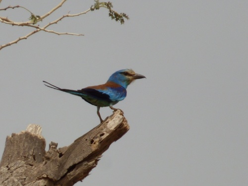 Abyssinian Roller
