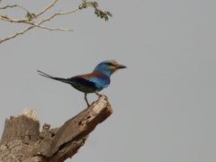 Coracias abyssinicus