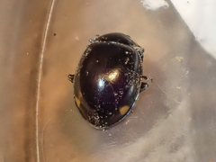 Hippodamia moesta moesta