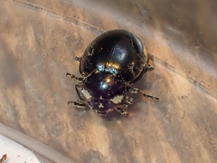 Hippodamia moesta moesta