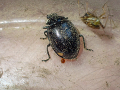 Hippodamia moesta moesta