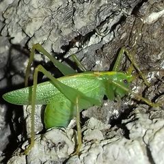 Meconema thalassinum