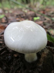 Zhuliangomyces illinitus