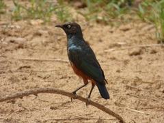 Lamprotornis pulcher