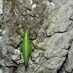Meconema thalassinum