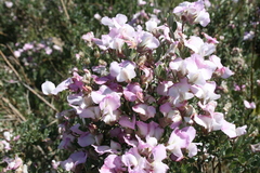Podalyria leipoldtii