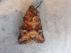 Lacinipolia stricta