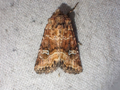 Lacinipolia stricta