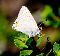 Tharsalea xanthoides