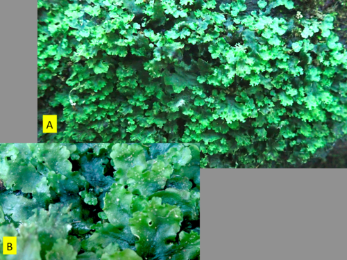 Representative image of Apopellia