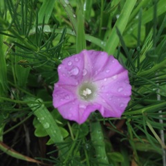 Ipomoea capillacea