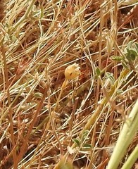 Petrorhagia prolifera