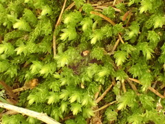 Mnium marginatum