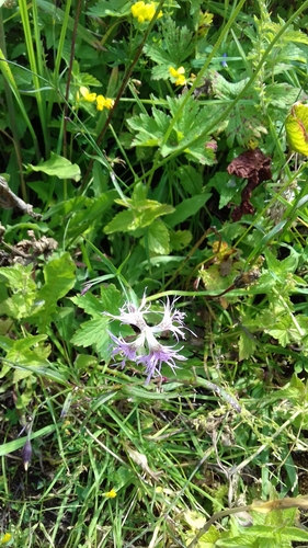 klinček pyšný (Dianthus superbus)