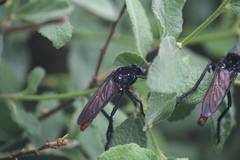 Archilestris magnificus
