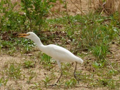 Bubulcus ibis