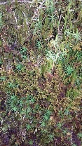 páperovka brvitá (Ptilidium ciliare)