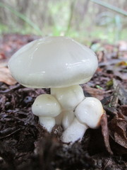 Zhuliangomyces illinitus