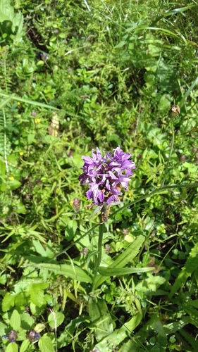 vstavačovec Fuchsov (Dactylorhiza fuchsii)